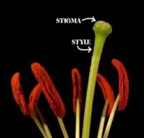 Whats stigma in a plant​