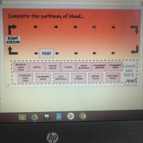 Complete the pathway of blood