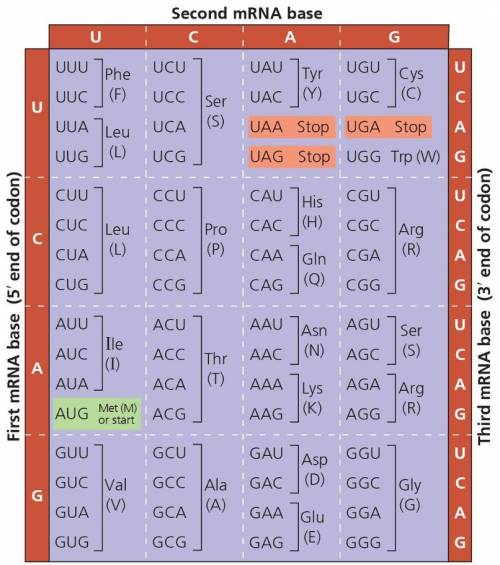 WILL GIVE BRAINLIEST!

Consider the attached genetic code chart and the following DNA sequence. 
D