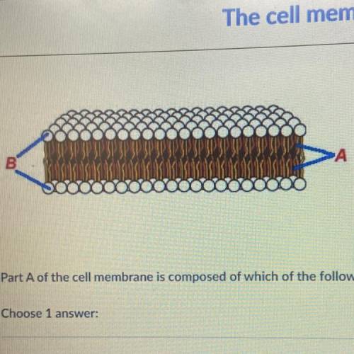 Part A of the cell membrane is composed of which of the following?

A. Proteins attached to the he