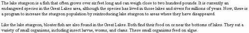 Identify which population other than lake sturgeon increases. help pls