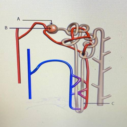 С

Which part of the nephron conserves water and minimizes the volume of urine?
O a A
О b.B
О с. С
