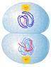 Which phase of cell division is shown?

telophase II
anaphase II
prophase I of meiosis
telophase I