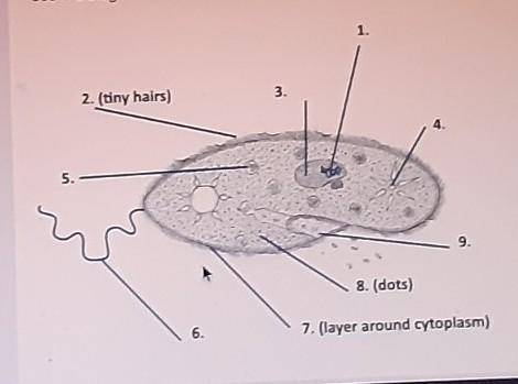 Is this diagram A. autotophic B. heterotrophic C. multicellular D. abiotic​