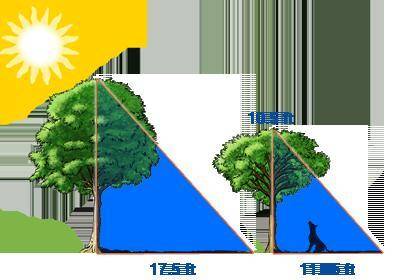 What is the sum of the heights of the two trees?

Round your answer to the nearest whole number.