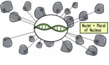 A picture says it!

18. Explain what this image represents regarding where your entire DNA code ca