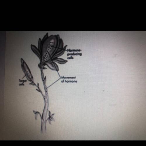 The diagram shows how hormones produced by a fully developed flower inhibit

the development of a