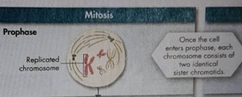 PLEASE ANSWER THIS QUESTION

During prophase I of mitosis above, there are ____ chromosomes. (