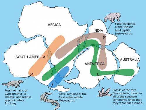 Please help

the fossil evidence show is useful for supporting the idea of continental drift b