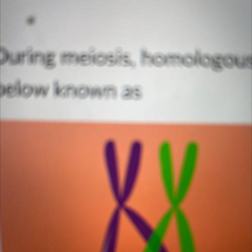 During meiosis, homologous chromosomes can exchange DNA in a process as shown in the diagram

belo