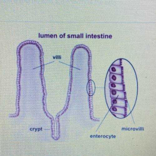 Examine the image that shows the folds in the lining of the small intestine.

Which of the stateme
