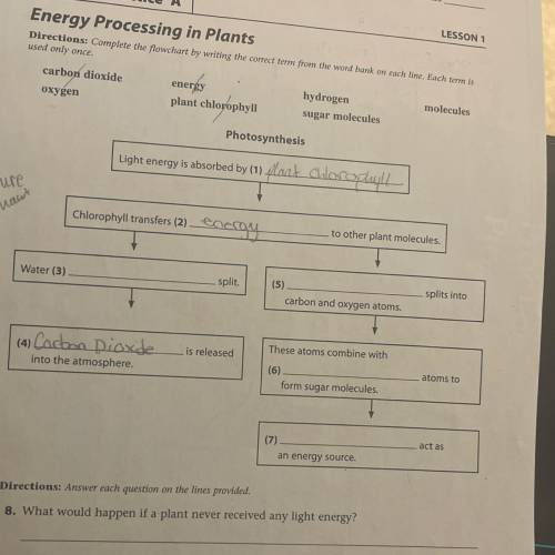 ___ act as an energy source? (From work bank)