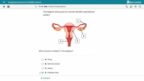 The diagram shows part of a human female reproductive system.

which structure is labeled 1 in the