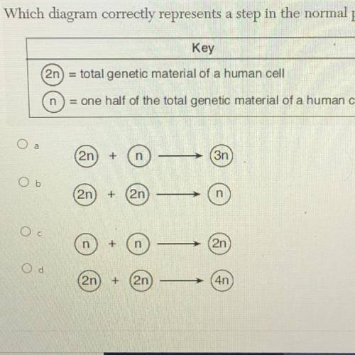 Which diagram correctly represents a step in the normal process of human reproduction?

Key
2n = t