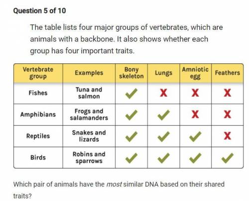 The table lists four major groups of vertebrates, which are animals with a backbone. It also shows