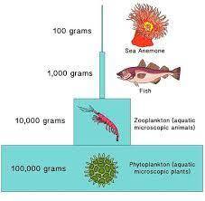 According to the biomass pyramid above, how much biomass of phytoplankton is needed to support 10,0
