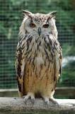 Which is the snowy owl's genus?
a) Scandiacus 
b) Bubo