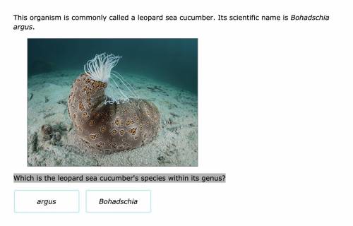 Which is the leopard sea cucumber's species within its genus?
a)argus
b) Bohadschia