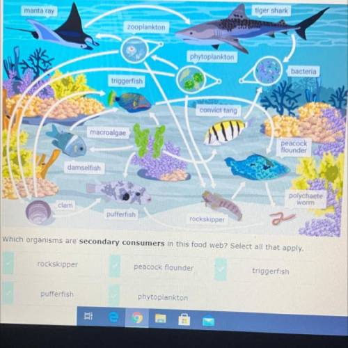 Which organisms are secondary consumers in this food web? Select all that apply