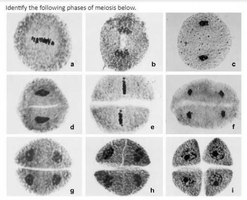 Identify following phases of meiosis (URGENT!)