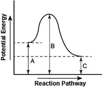 The diagram shows the potential energy changes for a reaction pathway. (10 points)

A curved lined