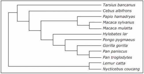 The diagram above shows a model of species divergence among some primates. If this model is correct