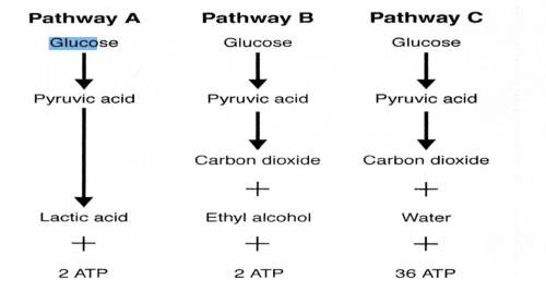 In the figure above, only the pathway labeled _____ requires oxygen.

a. A c. C b. B d. A and B