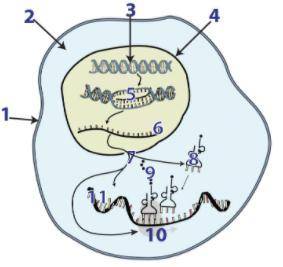 Use the image below to explain protein synthesis and the steps of transcription and translation. Hi