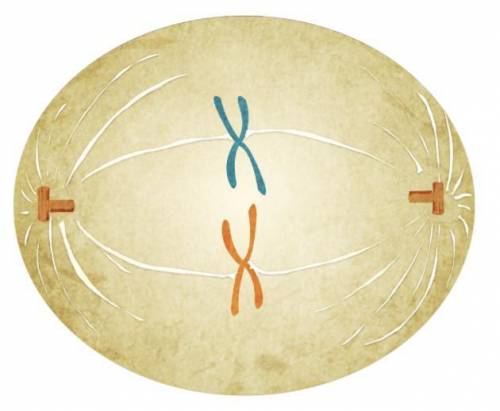 Which cell division phase is shown in the image?

A) metaphase
B) anaphase
C) prophase
D) telophas