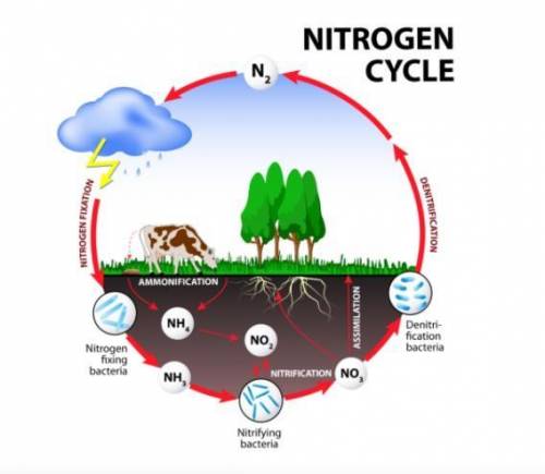Analyze the diagram of the nitrogen cycle below. What would be the most likely result if the nitrif