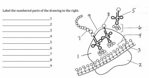Label the numbered parts of the drawing to the right. (DNA, RNA, Protein Synthesis)