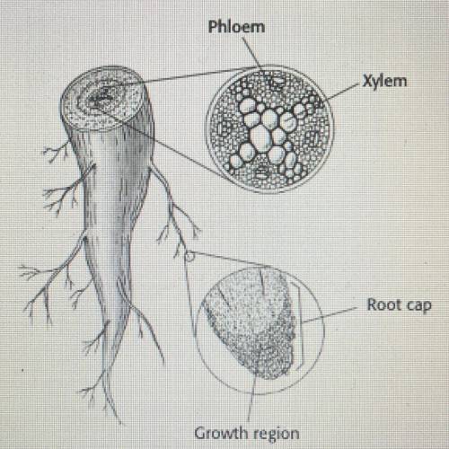 Based on the illustration, which of the following statements is true?

F. Roots grow from their ti