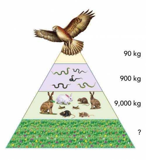 A pyramid of biomass shows the mass of all of the organisms in each trophic level of an ecosystem.