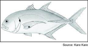 I WILL GIVE BRAINLIST According to the key, what type of fish is pictured below?

A
balloonfish
B