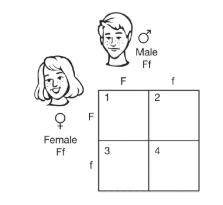 For a particular trait, the allele F is dominant over the allele f. The Punnett square below shows
