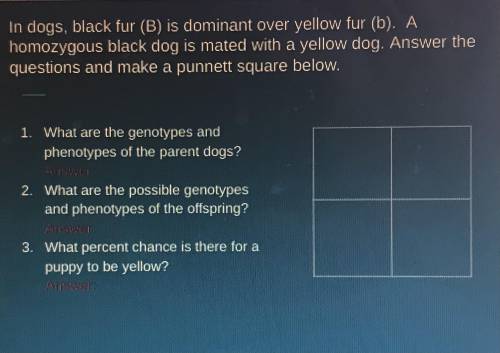 Two slides of a punnet square assignment that I need help with so pls help!!