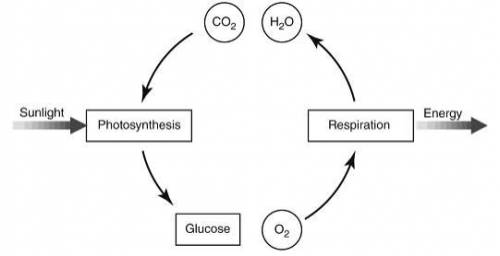 PLS HELP The diagram below shows the relationship between respiration and photosynthesis.

How is
