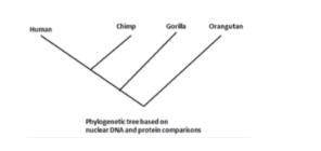 (NO FILES PLEASE) All organisms' cells contain DNA. Every organism's DNA is made of nucleotides. Al