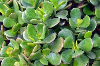 The red fox has thick fur, and the jade plant has a waxy coating on its stem and leaves. How are th
