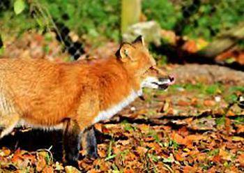 The red fox has thick fur, and the jade plant has a waxy coating on its stem and leaves. How are th