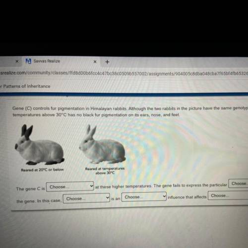 Gene (C) controls fur pigmentation in Himalayan rabbits. Although the two rabbits in the picture ha