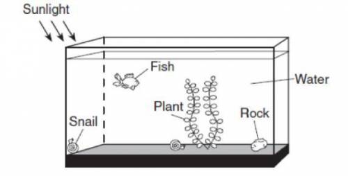 The diagram below shows several organisms in a fish tank. Which item in the tank produces oxygen? *