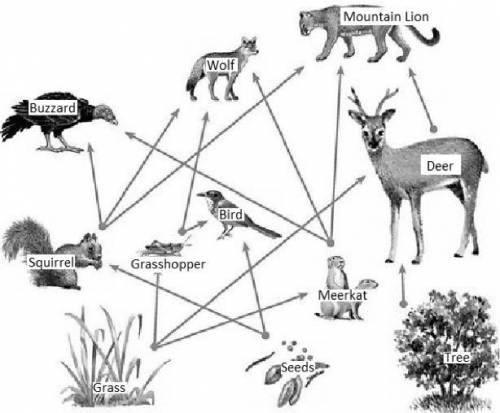 According to the food web diagram, what is the energy role of the bird? *

a-herbivore
b-carnivore