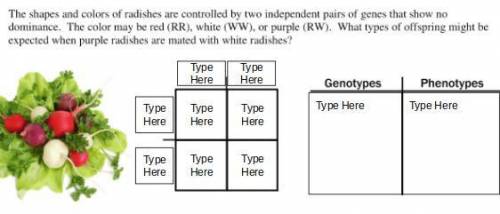 2x2 Punnet Square + phenotype and genotype