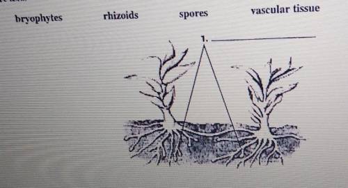 I need help asap! I thought it was rhizoids but I'm not sure. your supposed to tell what number 1 i