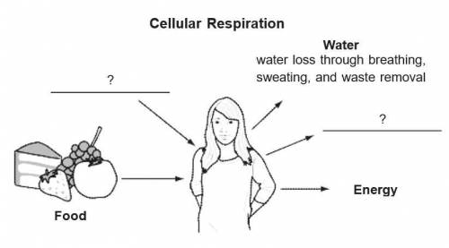 The diagram shows a partial model for respiration in the human body.

 
a. Identify the two missing