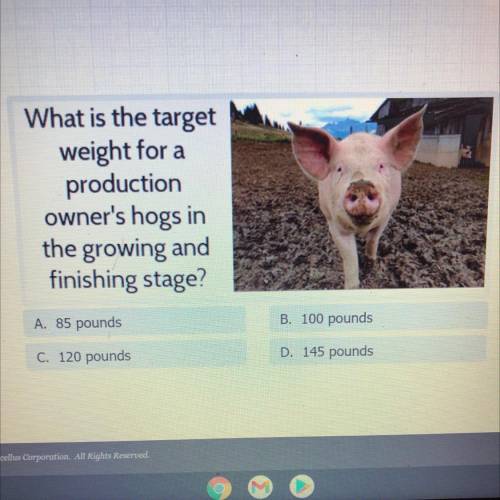 What is the target weight for a production owners hogs in the growing and finishing stage?