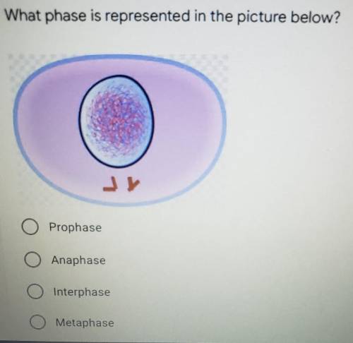 What phase is represented in the picture below? ​