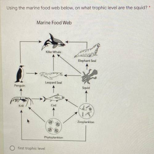 Using the marine food web below, on what trophic level are the squid?