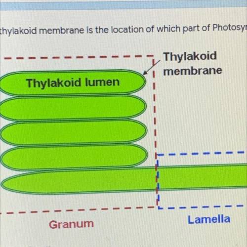The thylakoids membrane is the location of which part of photosynthesis?

A. Light reaction
B. Cal